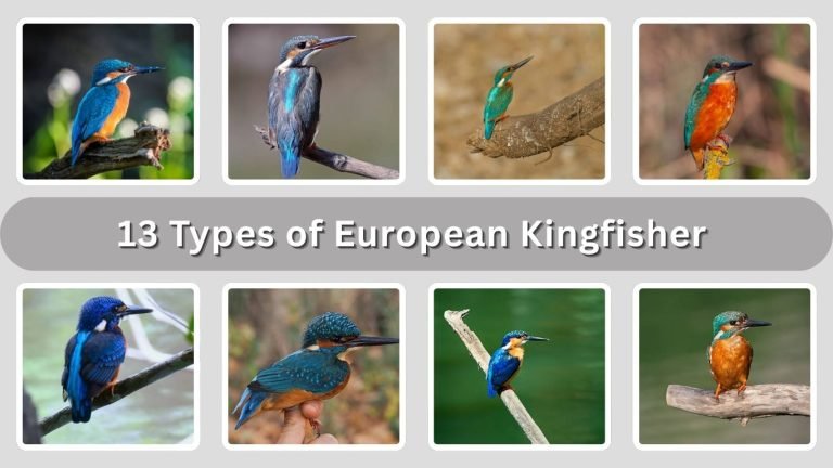 13 Types of European Kingfisher (With Subspecies Names)