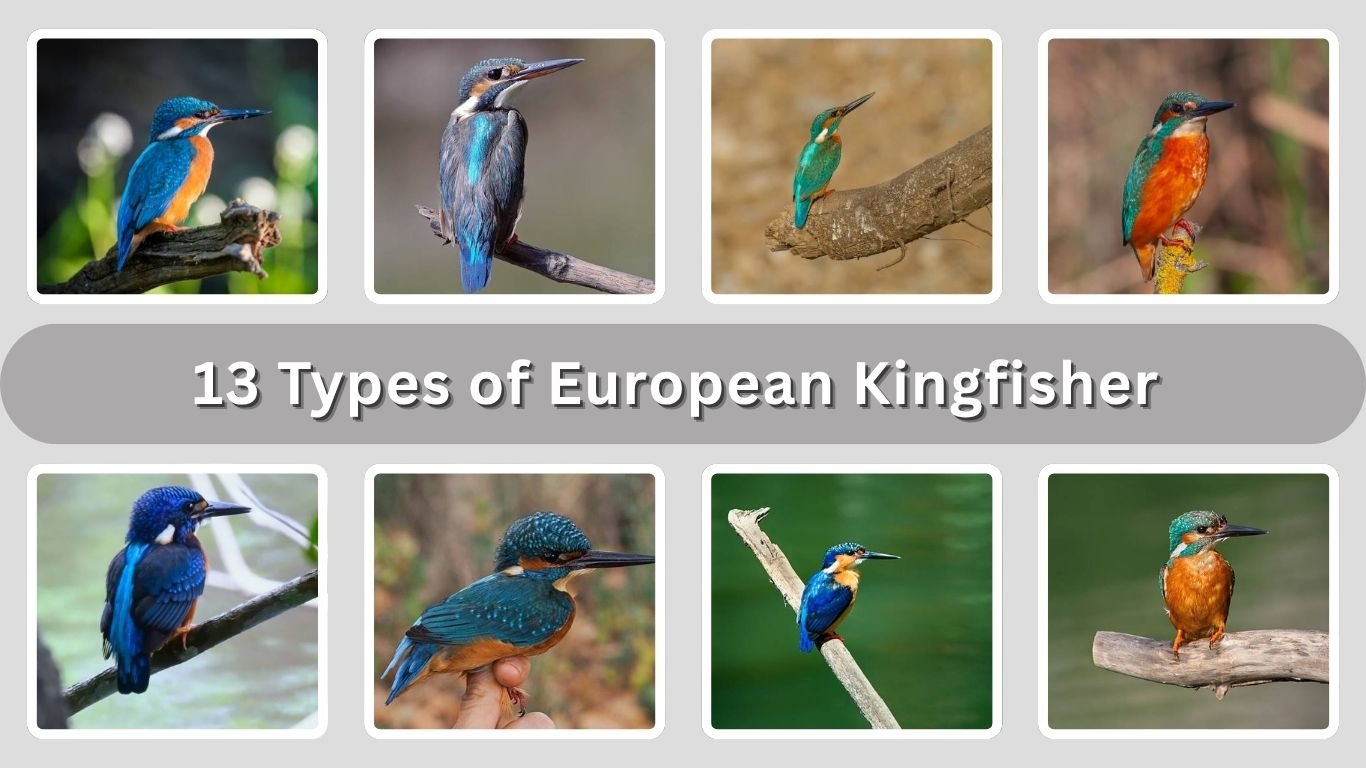 13 Types of European Kingfisher (With Subspecies Names)