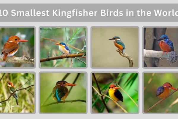 10 Smallest Kingfisher Birds in the World (ID with Pictures)