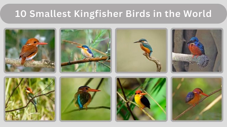 10 Smallest Kingfisher Birds in the World (ID with Pictures)