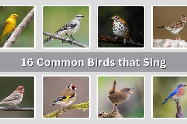 16 Common Birds that Sing: Identification with Picture