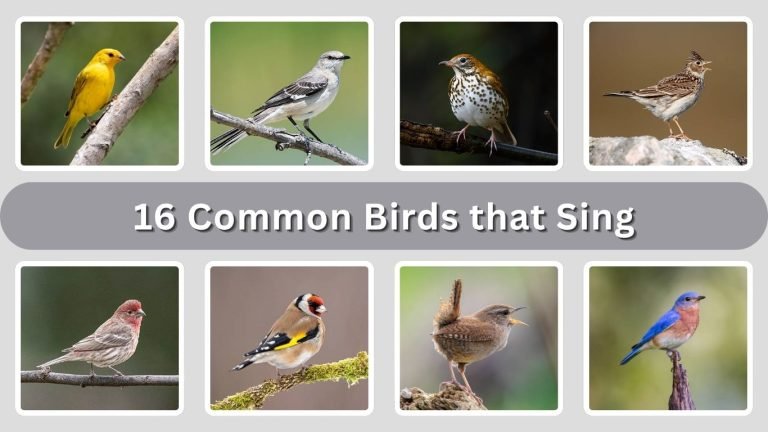 16 Common Birds that Sing: Identification with Picture