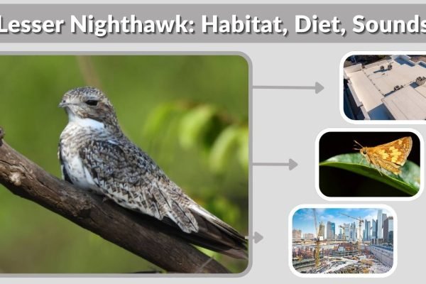 Lesser Nighthawk: Habitat, Diet, Sounds and Facts