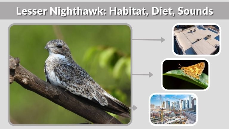 Lesser Nighthawk: Habitat, Diet, Sounds and Facts