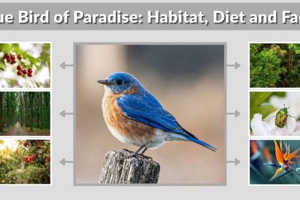 Blue Bird of Paradise: Habitat, Diet and Facts