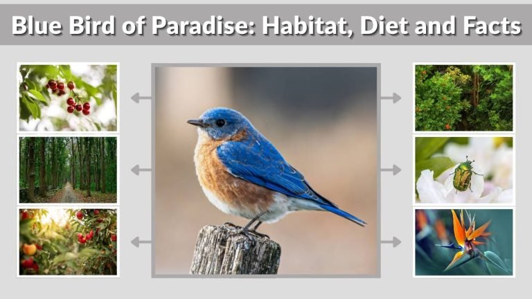 Blue Bird of Paradise: Habitat, Diet and Facts