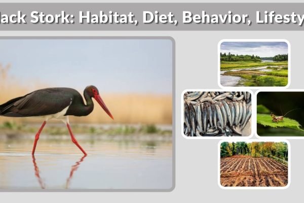Black Stork: Habitat, Diet, Behavior, Lifestyle & Facts