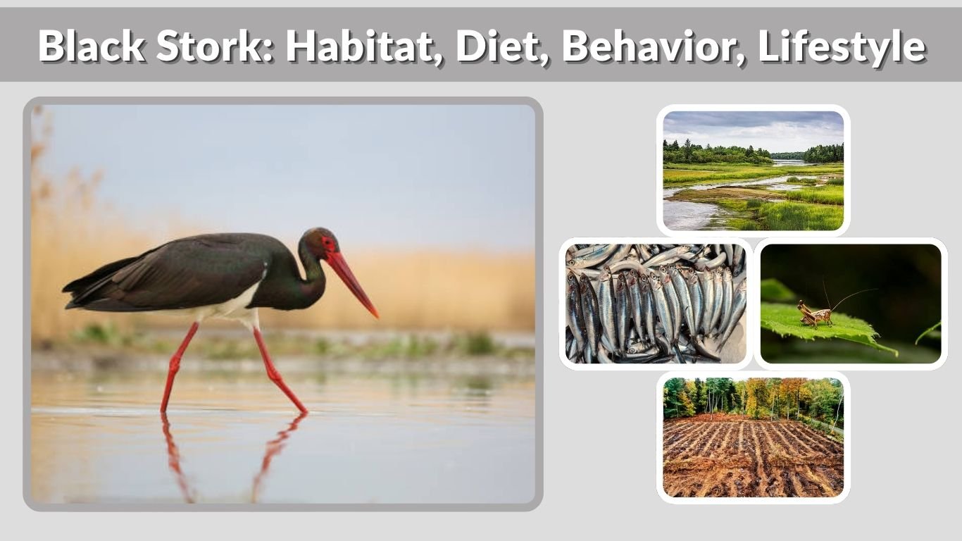 Black Stork: Habitat, Diet, Behavior, Lifestyle & Facts