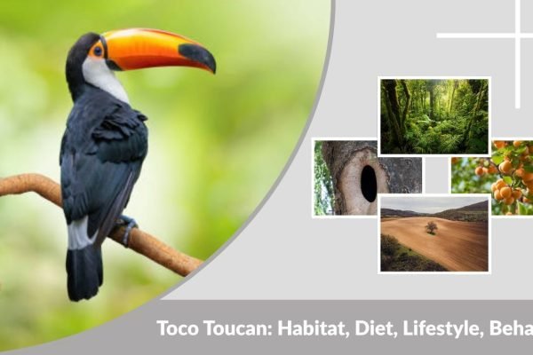 Toco Toucan: Habitat, Diet, Lifestyle, Behavior and Facts