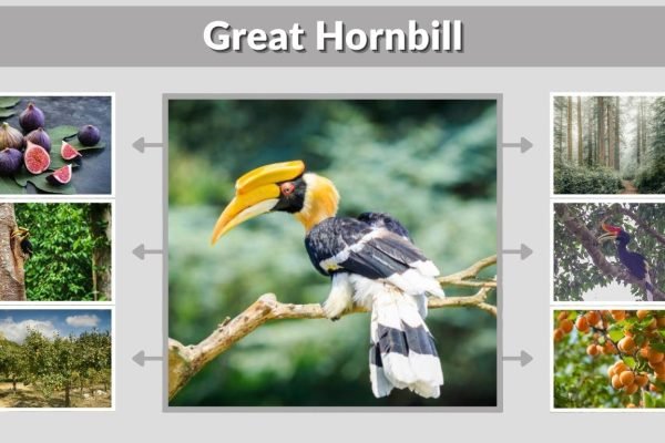 Great Hornbill: Habitat, Diet, Nesting and Unique Facts