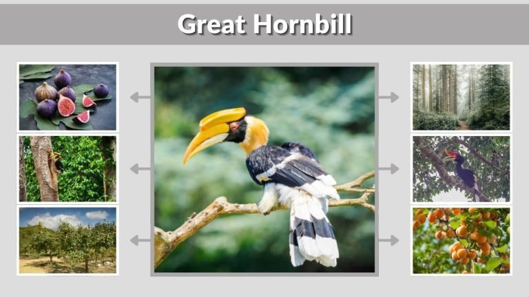 Great Hornbill: Habitat, Diet, Nesting and Unique Facts