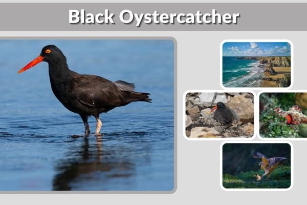 Black Oystercatcher Habitat, Diet, Range, Nesting and Facts