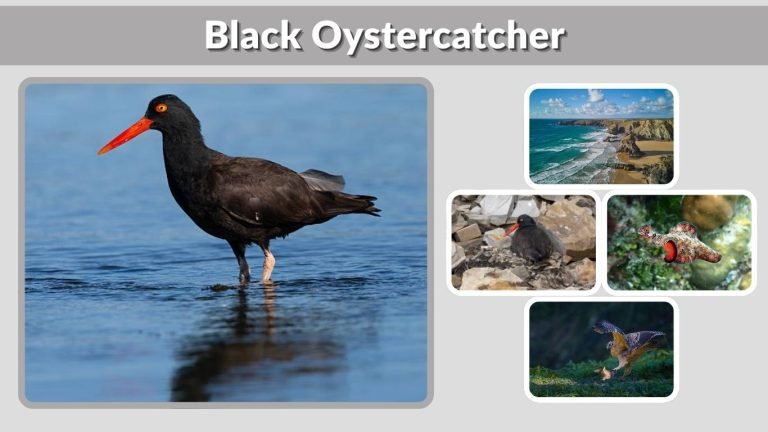 Black Oystercatcher Habitat, Diet, Range, Nesting and Facts