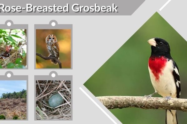 Rose-Breasted Grosbeak: Facts, Habitat, Diet and Migration