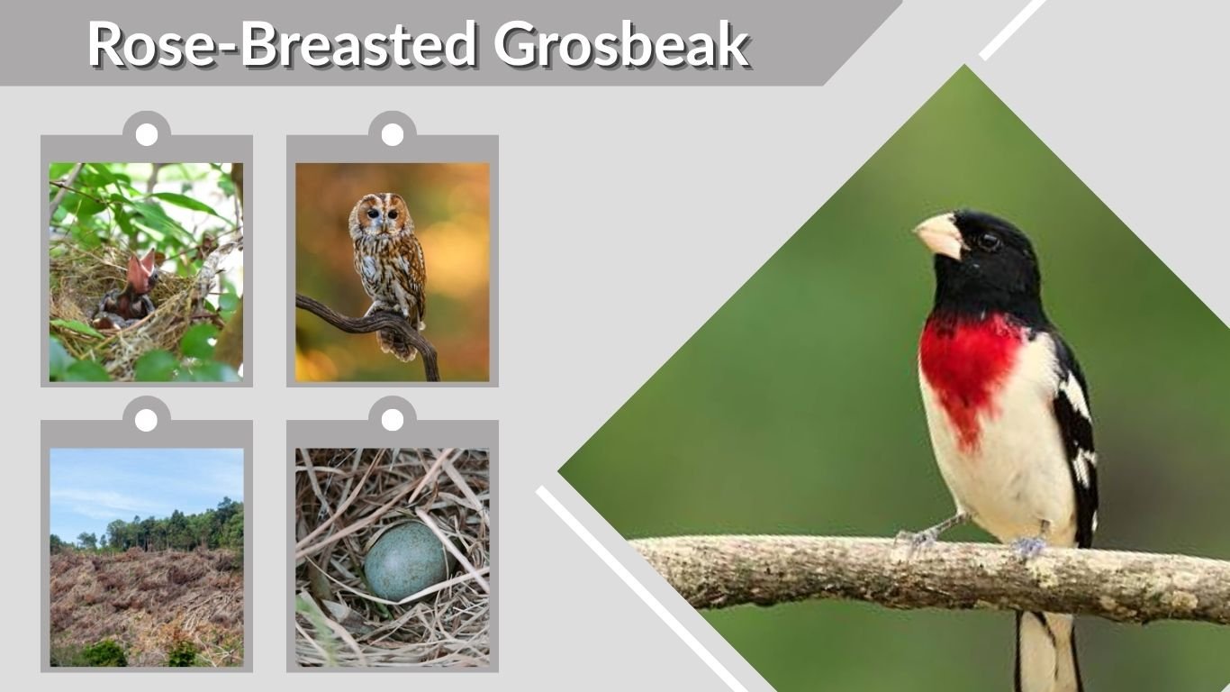 Rose-Breasted Grosbeak: Facts, Habitat, Diet and Migration