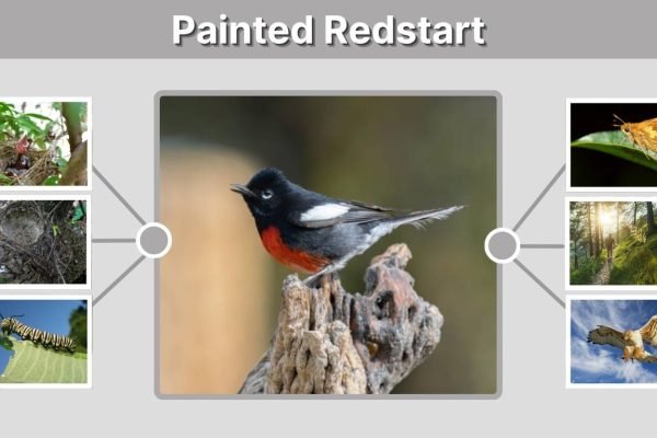 Painted Redstart Habitat, Diet, and Range Guide