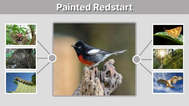 Painted Redstart Habitat, Diet, and Range Guide