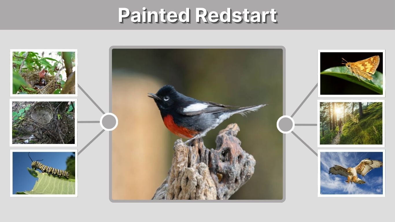 Painted Redstart Habitat, Diet, and Range Guide