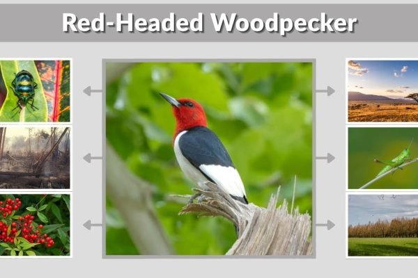 Red-Headed Woodpecker: A Striking Bird of North America
