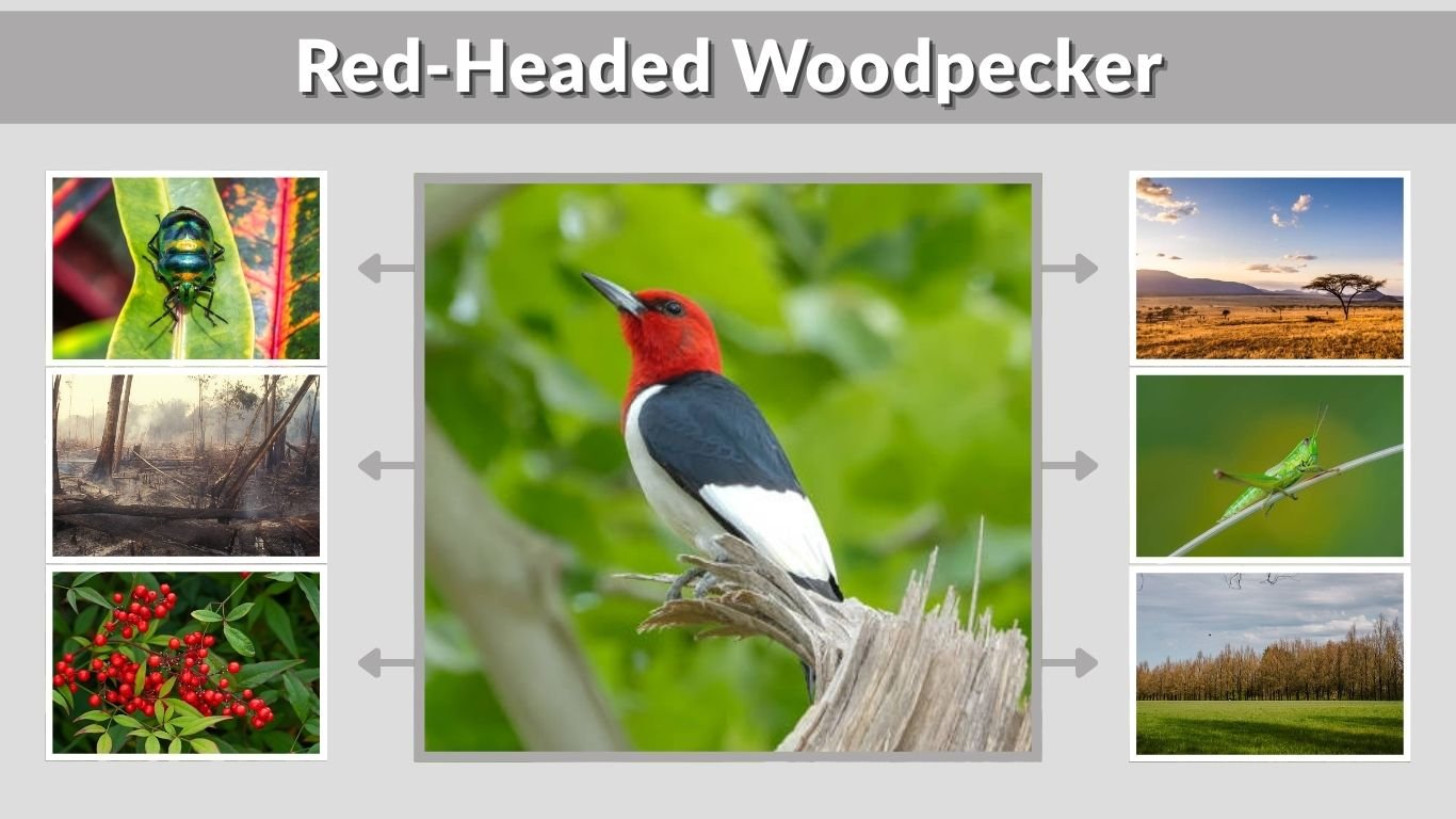 Red-Headed Woodpecker: A Striking Bird of North America