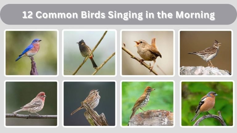 12 Common Birds Singing in the Morning: Id with Picture
