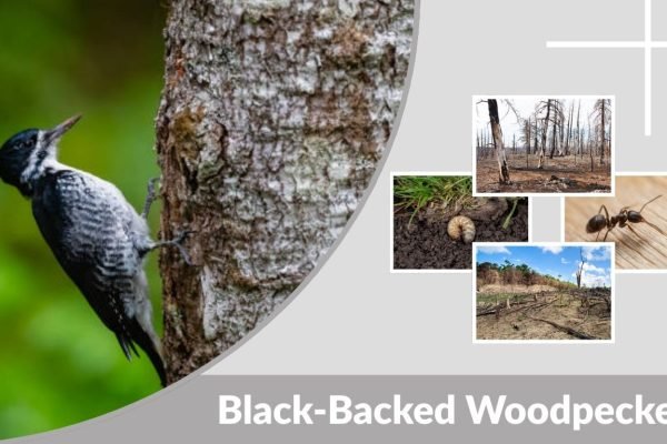 Black-Backed Woodpecker: Habitat, Range & Feeding Habits