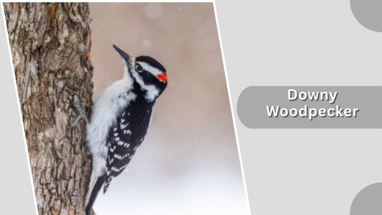 Downy Woodpecker