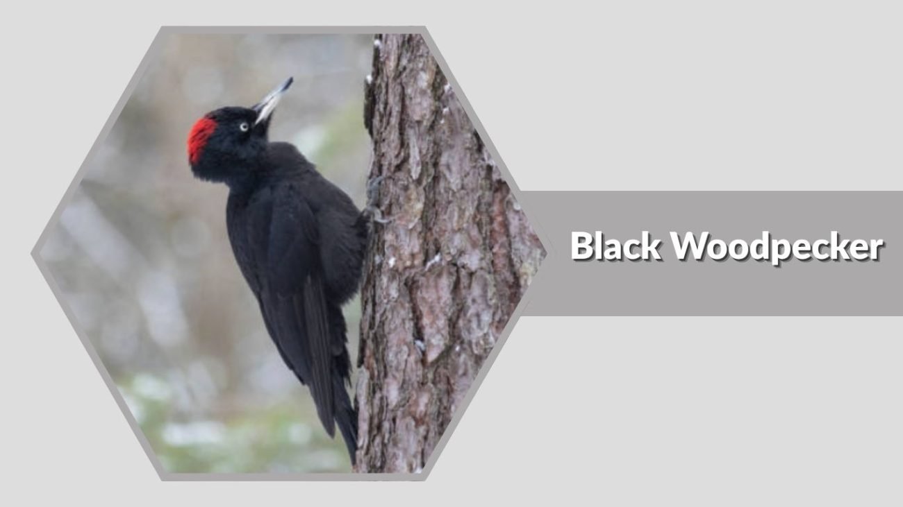 Black Woodpecker