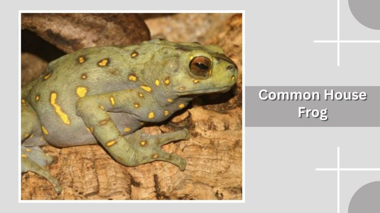 Common House Frog