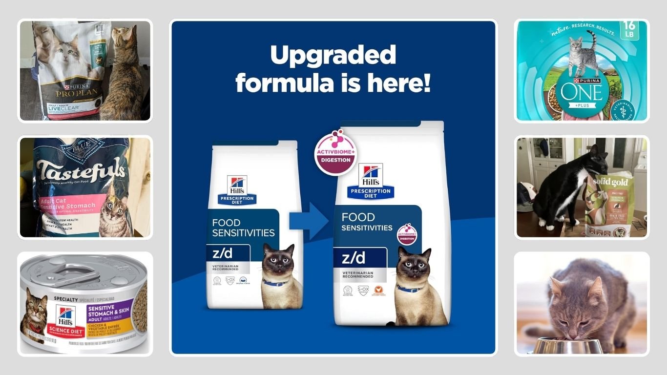 9 Best Cat Foods for Sensitive Stomach (Vet-Recommended Picks)
