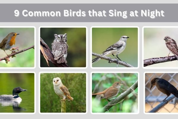 9 Common Birds that Sing at Night: Identification with Picture