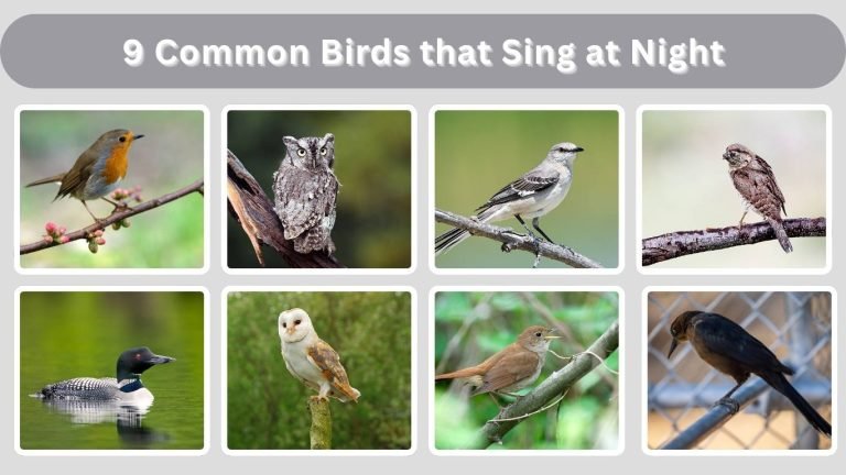 9 Common Birds that Sing at Night: Identification with Picture