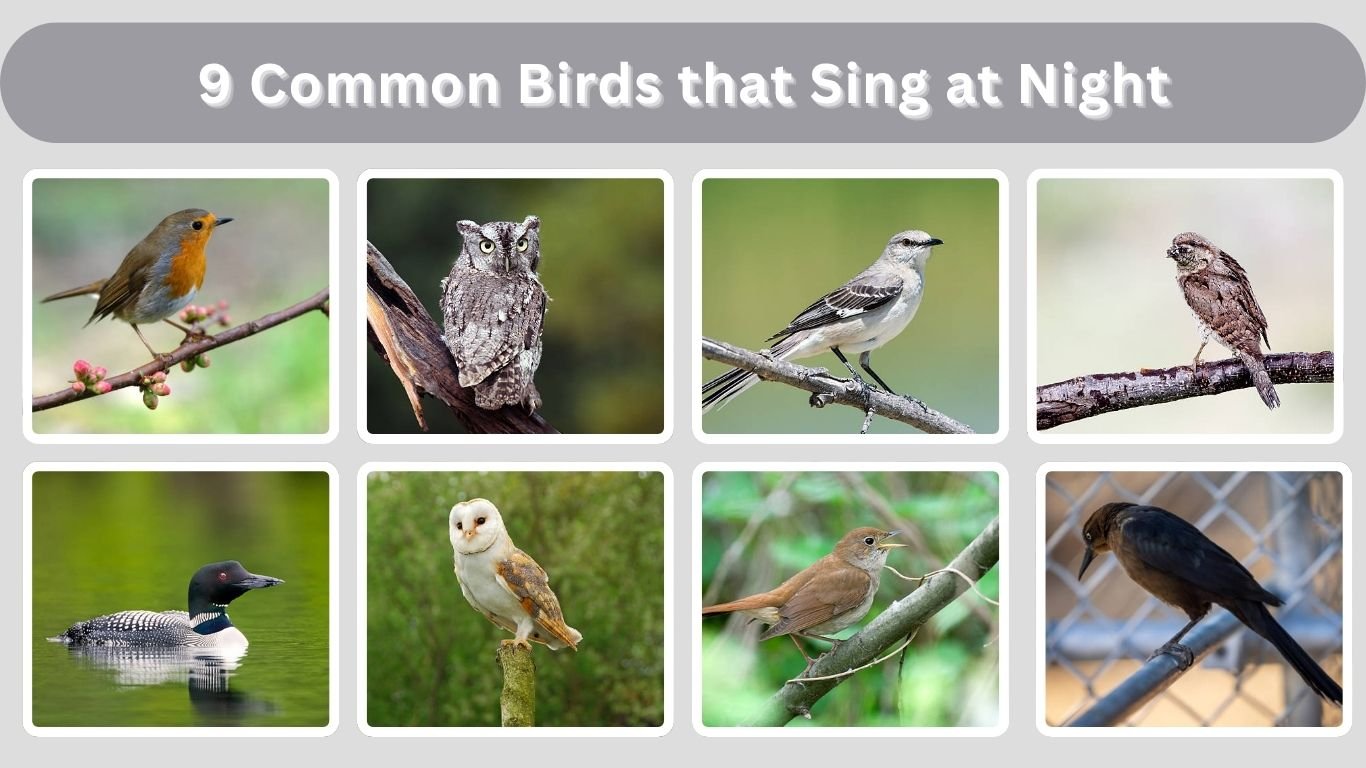 9 Common Birds that Sing at Night: Identification with Picture