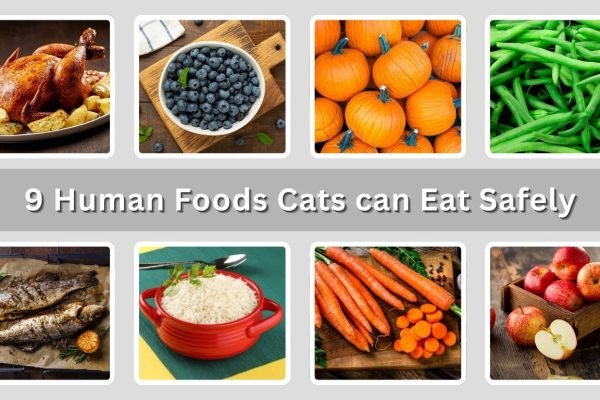 9 Types of Common Human Foods Cats can Eat Safely