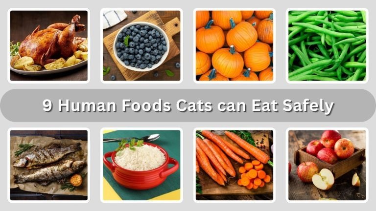 9 Types of Common Human Foods Cats can Eat Safely