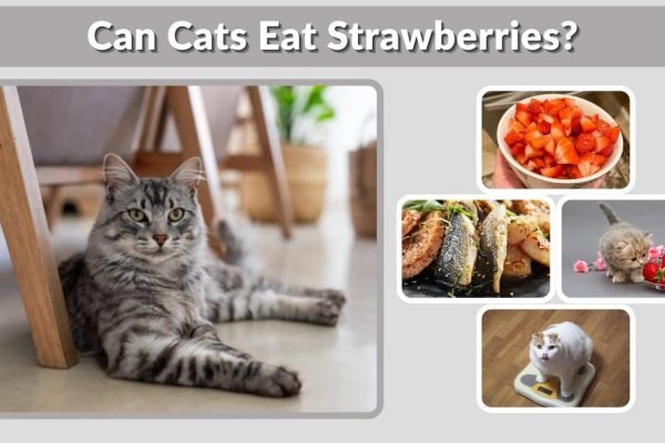 Can Cats Eat Strawberries? Benefits, Risks & Tips