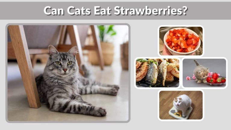 Can Cats Eat Strawberries? Benefits, Risks & Tips