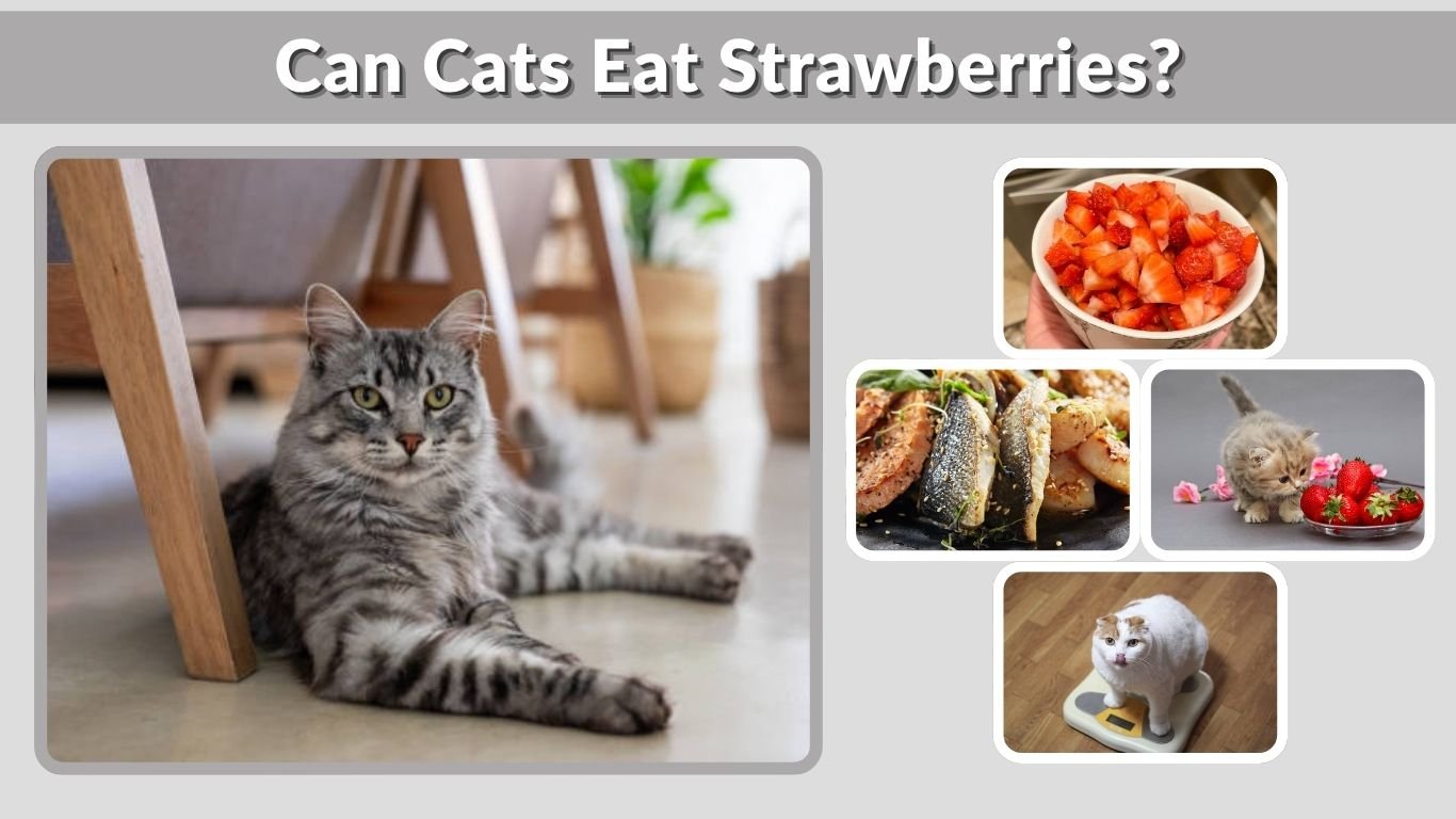 Can Cats Eat Strawberries? Benefits, Risks & Tips
