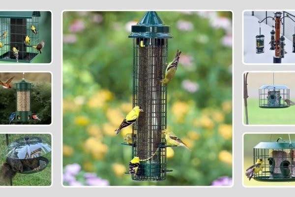 10 Best Bird Feeders for Finches (Top Picks for Your Backyard)