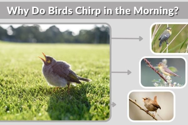 Why Do Birds Chirp in the Morning? Causes and Meaning