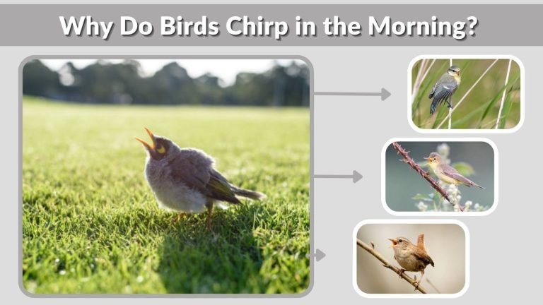 Why Do Birds Chirp in the Morning? Causes and Meaning