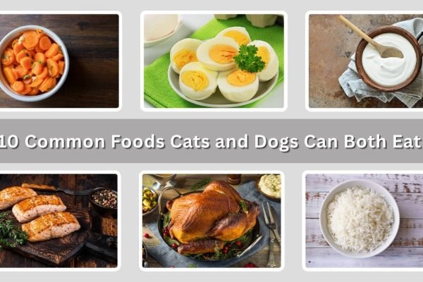 10 Common Foods Cats and Dogs Can Both Eat Safely