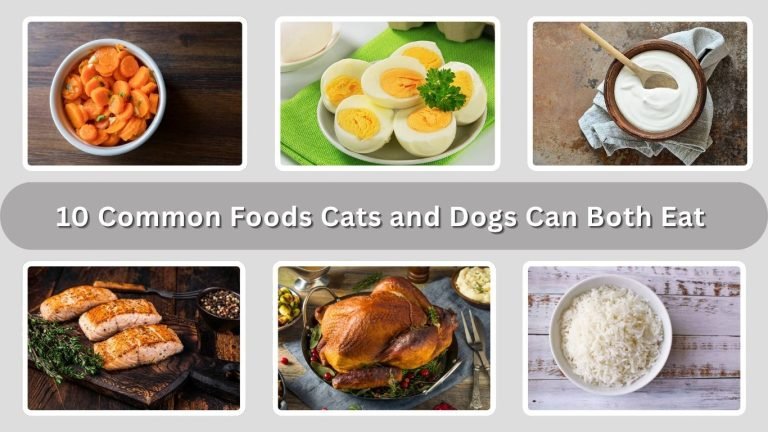 10 Common Foods Cats and Dogs Can Both Eat Safely
