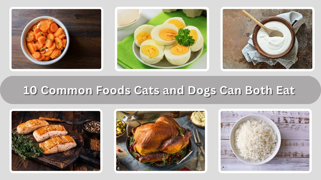 10 Common Foods Cats and Dogs Can Both Eat Safely