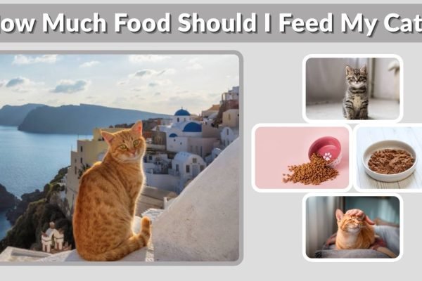 How Much Food Should I Feed My Cat? Complete Guide