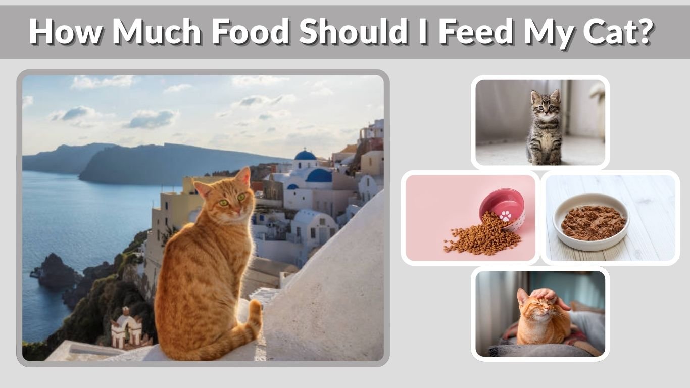 How Much Food Should I Feed My Cat? Complete Guide