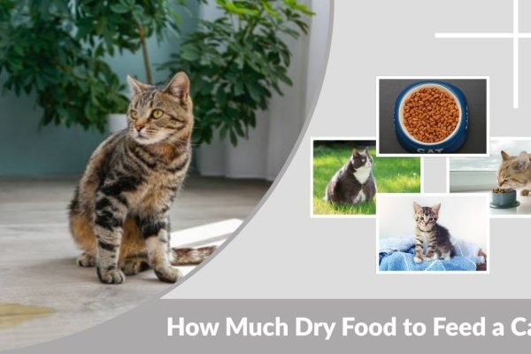 How Much Dry Food to Feed a Cat? (Cat Feeding Guide)