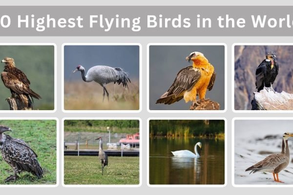 Top 10 Highest Flying Birds in the World (ID with Pictures) 