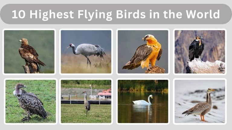 Top 10 Highest Flying Birds in the World (ID with Pictures) 