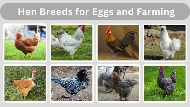 25 Popular Hen Breeds for Eggs and Farming (ID with Pictures)